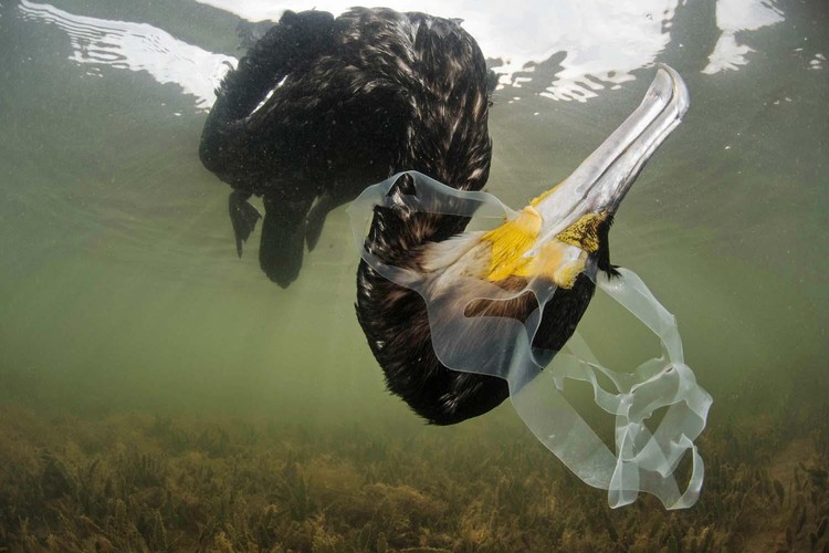Europe Wildlife Photographer of The Year 2021