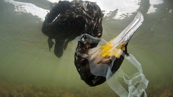 Highly Commended Photos karya Tod in der Lagune. Foto: Europe Wildlife Photographer of The Year