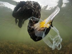 Karya Luar Biasa Jawara Europe Wildlife Photographer 2021