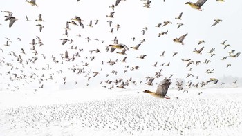 Pemenang kategori Bird diraih Terje Kolaas yang menampilkan migrasi burung. Foto: Europe Wildlife Photographer of The Year