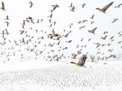 Karya Luar Biasa Jawara Europe Wildlife Photographer 2021