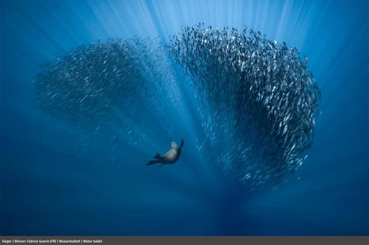 Europe Wildlife Photographer of The Year 2021