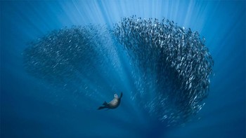 Pemenang kategori Underwater World diraih Fabrice Guerin. Foto: Europe Wildlife Photographer of The Year