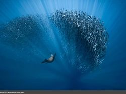 Karya Luar Biasa Jawara Europe Wildlife Photographer 2021