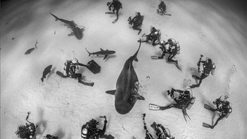 Pemenang kategori Man and Nature diraih Magnes Lundgren. Foto: Europe Wildlife Photographer of The Year