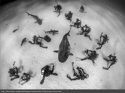 Karya Luar Biasa Jawara Europe Wildlife Photographer 2021