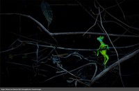 Europe Wildlife Photographer of The Year 2021