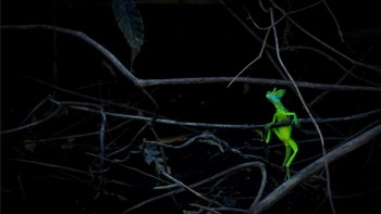 Pemenang kategori Emerald Dragon diraih Jan Pedersen. Foto: Europe Wildlife Photographer of The Year
