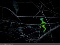 Karya Luar Biasa Jawara Europe Wildlife Photographer 2021