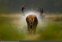 Europe Wildlife Photographer of The Year 2021