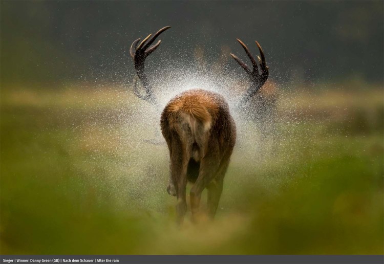 Europe Wildlife Photographer of The Year 2021