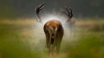 Pemenang kategori Mammals diraih oleh Danny Green Foto: Europe Wildlife Photographer of The Year