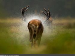 Karya Luar Biasa Jawara Europe Wildlife Photographer 2021