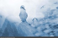 Europe Wildlife Photographer of The Year 2021