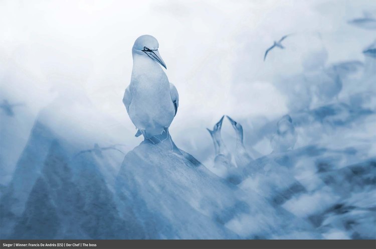 Europe Wildlife Photographer of The Year 2021
