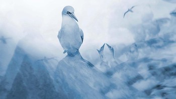 Pemenang kategori Nature’s Studio diraih oleh Francis De Andres. Foto: Europe Wildlife Photographer of The Year