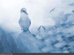 Karya Luar Biasa Jawara Europe Wildlife Photographer 2021