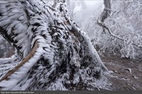 Europe Wildlife Photographer of The Year 2021