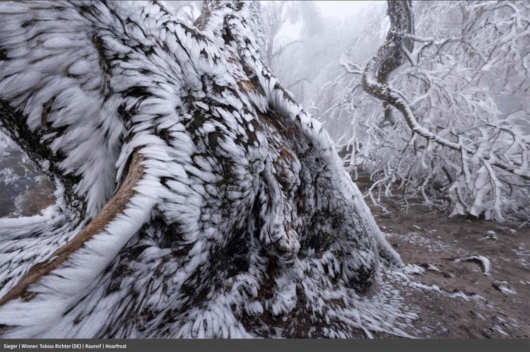 Europe Wildlife Photographer of The Year 2021