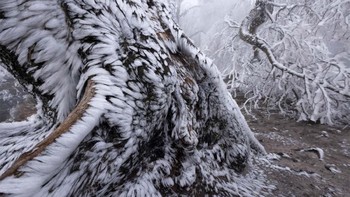 Pemenang kategori Plants and Fungi diraih Tobias Richter. Foto: Europe Wildlife Photographer of The Year