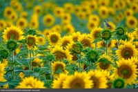 Europe Wildlife Photographer of The Year 2021