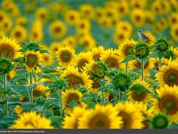 Karya Luar Biasa Jawara Europe Wildlife Photographer 2021