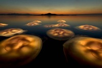 Europe Wildlife Photographer of The Year 2021