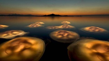 Pemenang utama: Angle Fitor. Gambar yang menunjukkan ubur-ubur bercahaya di laguna Mar Menor di Spanyol.. Foto: Europe Wildlife Photographer of The Year