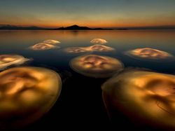 Karya Luar Biasa Jawara Europe Wildlife Photographer 2021