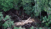 Di dua lokasi hutan lindung itu, aktivitas illegal logging terjadi besar-besaran. Tak main-main, pelaku menebang, memotong hingga mengolah kayu di dalam hutan. 