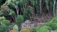 Bukan hanya satu dua hari saja, para pelaku tahan berbulan-bulan melakukan perambahan di kawasan hutan tersebut.