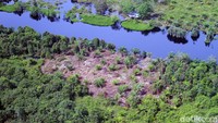 Terlihat tenda-tenda biru seadanya telah berdiri di tengah rimbunnya hutan lindung.
