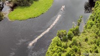 Tidak hanya itu, terlihat sebuah perahu letek menarik kayu keluar dari hutan lewat aliran sungai di dalam kawasan hutan.