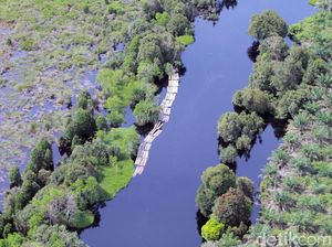 Geram! Begini Aktivitas Illegal Logging di Hutan Lindung Riau