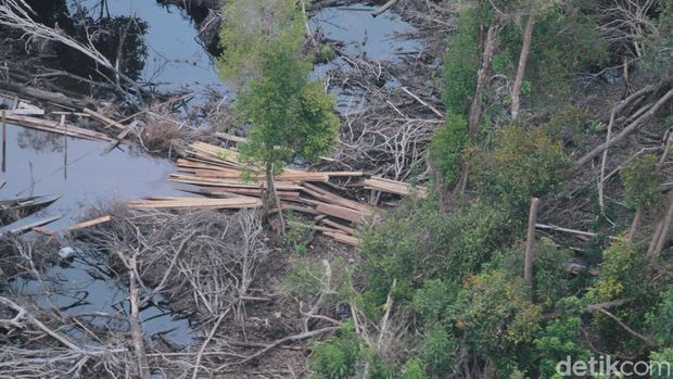 Kapolda Riau menemukan hutan lindung yang dirusak praktik penebangan liar (illegal logging). Akibatnya terjadi kerusakan lingkungan. (Raja Adil/detikcom)