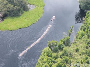 Kapolda Riau Temukan Illegal Logging di Hutan Lindung: Rusak Alam!