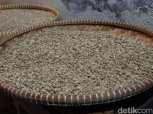Susahnya Angkut Kopi Papua: Sewa Pesawat Rp 40 Jutaan, Cuaca, dan KKB