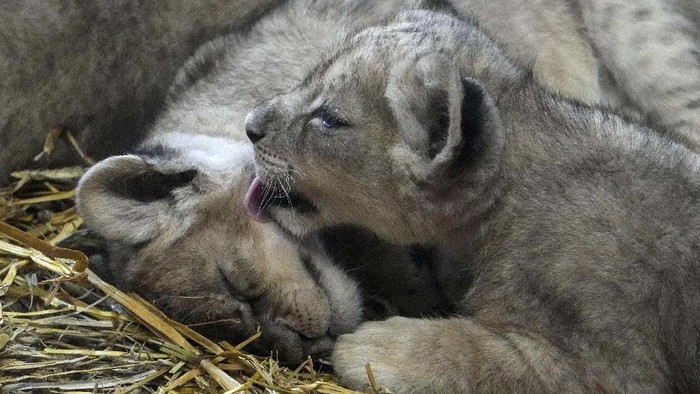 Lucunya Si Singa Kecil Jamila, Kumani dan Malaika The three little lion cubs Jamila, Kumani and Malaika enjoy for the fist day their open to the public enclosure at the Zoo in Gelsenkirchen, Germany, Monday, Nov. 15, 2001. The triple lion offspring was born 5 weeks ago. (AP Photo/Martin Meissner)