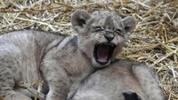 Mereka adalah singa kecil yang lahir 5 minggu lalu.