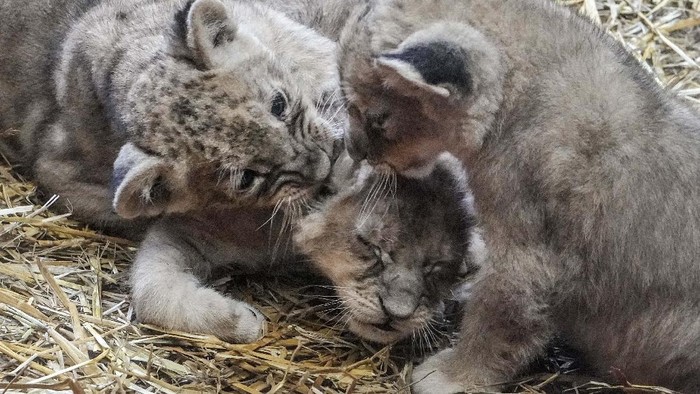 Lucunya Si Singa Kecil Jamila, Kumani dan Malaika The three little lion cubs Jamila, Kumani and Malaika enjoy for the fist day their open to the public enclosure at the Zoo in Gelsenkirchen, Germany, Monday, Nov. 15, 2001. The triple lion offspring was born 5 weeks ago. (AP Photo/Martin Meissner)