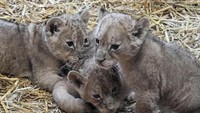Kebun Bintang Gelsenkirchen, Jerman, menunjukan 3 singa kecil koleksi mereka, Minggu (15/11) waktu setempat.