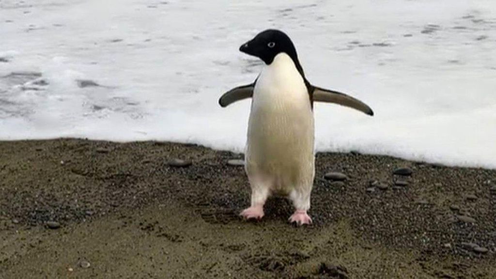 Penguin Langka dari Antartika Nyasar 3.000 Kilometer ke Selandia Baru