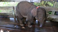 Anak gajah liar betina yang terkena jerat berada di klinik pengobatan sebelum proses pengobatan di Pusat Latihan Gajah (PLG) Saree, Aceh Besar, Aceh, Senin (15/11/2021).