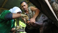 BKSDA Aceh bersama tim Pusat Kajian Satwa Liar (PKSL) berhasil mengevakuasi seekor anak gajah betina yang diperkirakan berumur 12 bulan setelah mengalami luka serius akibat terkena jerat dibagian tengah belalai pada Minggu (14/11/2021) dikawasan Desa Alue Meuraksa, Kecamatan Teunom, Aceh Jaya.