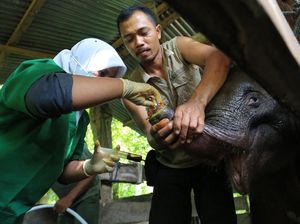 Pilu! Anak Gajah yang Terluka Jerat di Aceh Jalani Perawatan