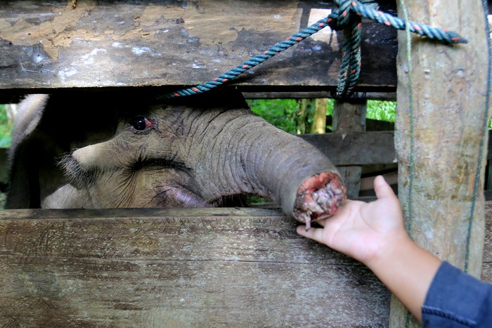 Petugas memperlihatkan belalai anak gajah liar yang terkena jerat di klinik Pusat Latihan Gajah (PLG) Saree, Aceh Besar, Aceh, Senin (15/11/2021). BKSDA Aceh bersama tim Pusat Kajian Satwa Liar (PKSL) berhasil mengevakuasi seekor anak gajah betina yang diperkirakan berumur 12 bulan setelah mengalami luka serius akibat terkena jerat dibagian tengah belalai pada Minggu (14/11/2021) dikawasan Desa Alue Meuraksa, Kecamatan Teunom, Aceh Jaya. ANTARA FOTO/Syifa Yulinnas/hp.