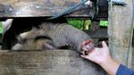 Pilu! Anak Gajah yang Terluka Jerat di Aceh Jalani Perawatan