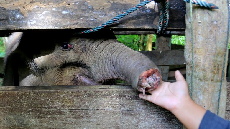 PERAWATAN DAN PENGOBATAN GAJAH TERJERAT DI ACEH Petugas memperlihatkan belalai anak gajah liar yang terkena jerat di klinik Pusat Latihan Gajah (PLG) Saree, Aceh Besar, Aceh, Senin (15/11/2021). BKSDA Aceh bersama tim Pusat Kajian Satwa Liar (PKSL) berhasil mengevakuasi seekor anak gajah betina yang diperkirakan berumur 12 bulan setelah mengalami luka serius akibat terkena jerat dibagian tengah belalai pada Minggu (14/11/2021) dikawasan Desa Alue Meuraksa, Kecamatan Teunom, Aceh Jaya. ANTARA FOTO/Syifa Yulinnas/hp.