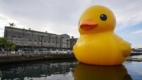 Kehadiran bebek karet raksasa ini menjadi hiburan tersendiri bagi warga di Osaka, Jepang. 