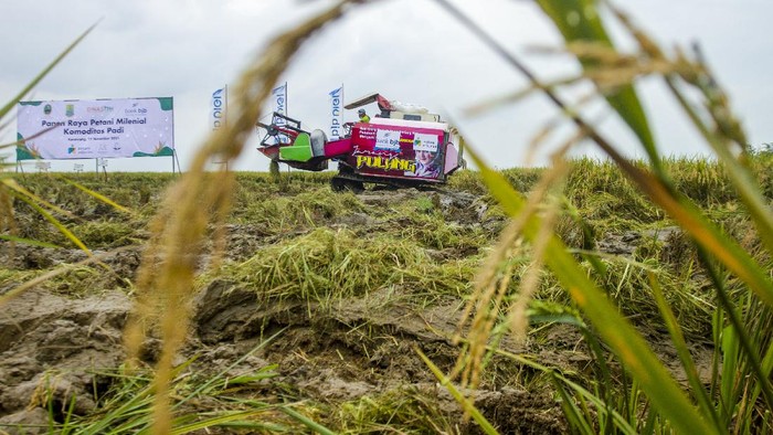 Potret Udara Panen Raya Petani Millenial di Karawang Petani mengoperasikan mesin pemotong padi saat panen raya petani milenial di areal persawahan Desa Gembongan, Banyusari, Karawang, Jawa Barat, Senin (15/11/2021). Pemerintah Provinsi Jawa Barat bersinergi dengan Bank BJB menyediakan akses permodalan petani milenial berupa penyaluran Kredit Usaha Rakyat (KUR) melalui skema kemitraan guna mengembangkan wirausaha muda pertanian di Jawa Barat. ANTARA FOTO/M Ibnu Chazar/foc.